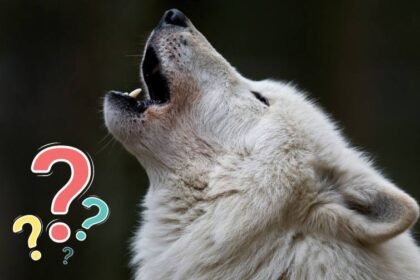 What is a Booger Wolf?