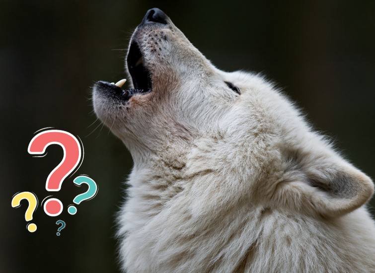 What is a Booger Wolf?