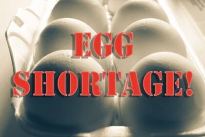 why is there an egg shortage?