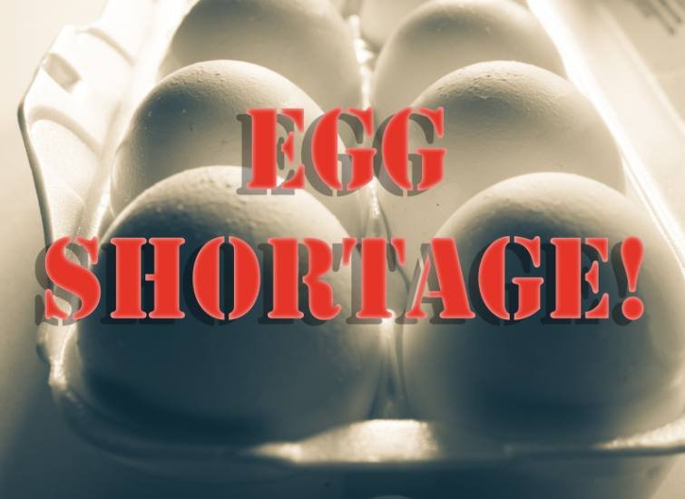 why is there an egg shortage?