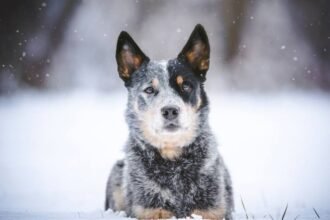 How Cold Is Too Cold for Your Dog?