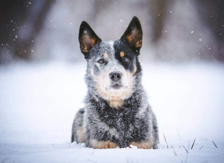 How Cold Is Too Cold for Your Dog?