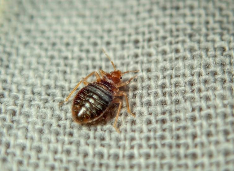 What Temperature Kills Bed Bugs?